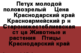 Петух молодой половозрелый. › Цена ­ 350 - Краснодарский край, Красноармейский р-н, Старонижестеблиевская ст-ца Животные и растения » Птицы   . Краснодарский край